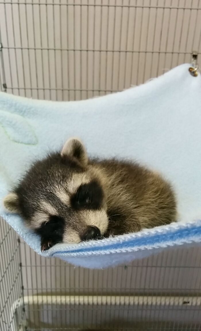 Baby Raccoon Taking A Nap