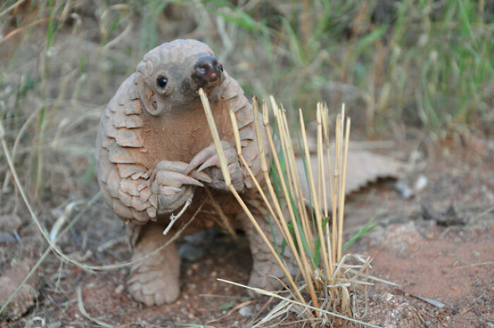 This Baby Pangolin Wants To Talk To You About Something Important