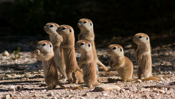 The Adorableness Of Baby Meerkats