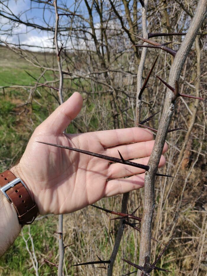 Those Thorns Compared To A Hand