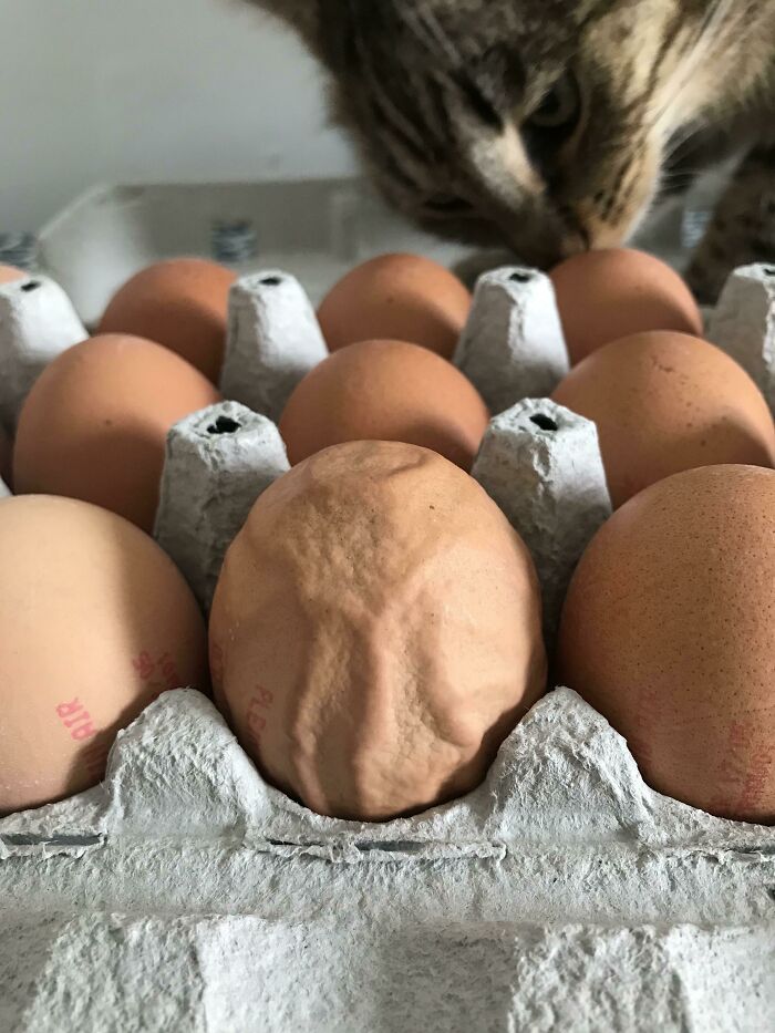 One Of The Eggs I Bought Was All Wrinkly. Here It Is Compared To Normal Eggs