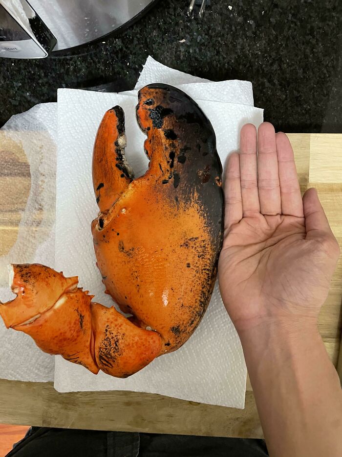 This Giant Lobster Claw. Hand For Scale