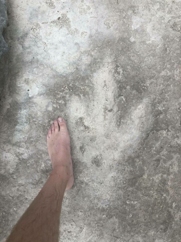 I Came Across These Theropod Tracks While Fly Fishing In Leander, Texas. Foot For Scale