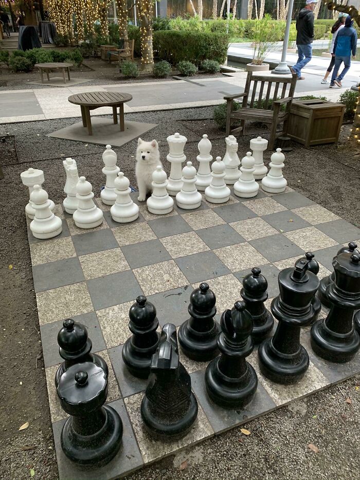 One Of These Chess Pieces Is Different From The Others