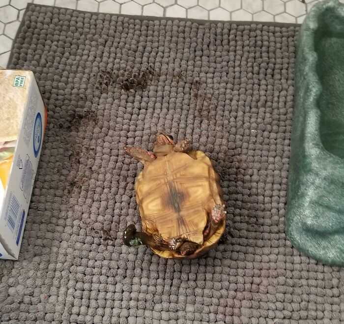I Came In To Find My Tortoise Like This. Putting The Clues Together, It Seems He Pooped, Got It Stuck On His Foot, Ran In Circles Trying To Get It Off, And Flipped Over
