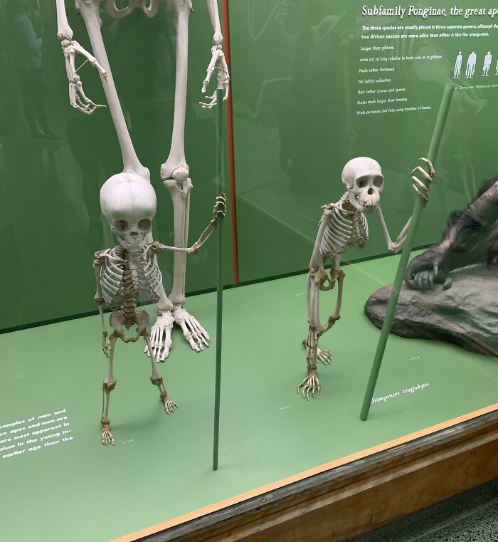 A Comparison Of The Skeletons Of A Human And A Chimp