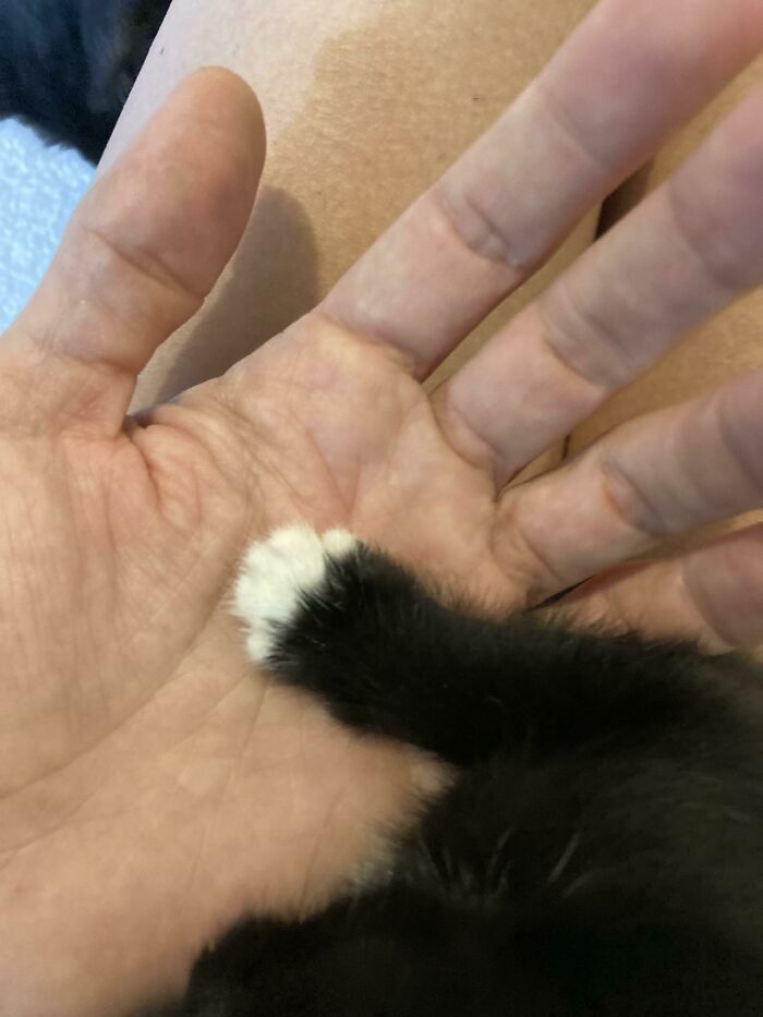 Teeny Paw. Hand For Scale