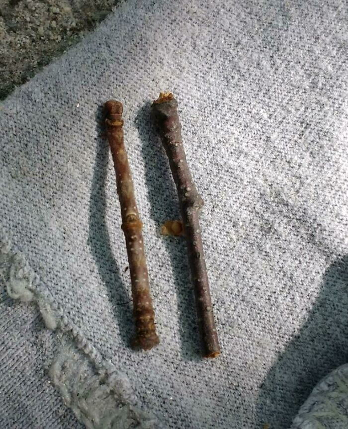 One Of These Is A Twig, The Other Is A Moth Larva