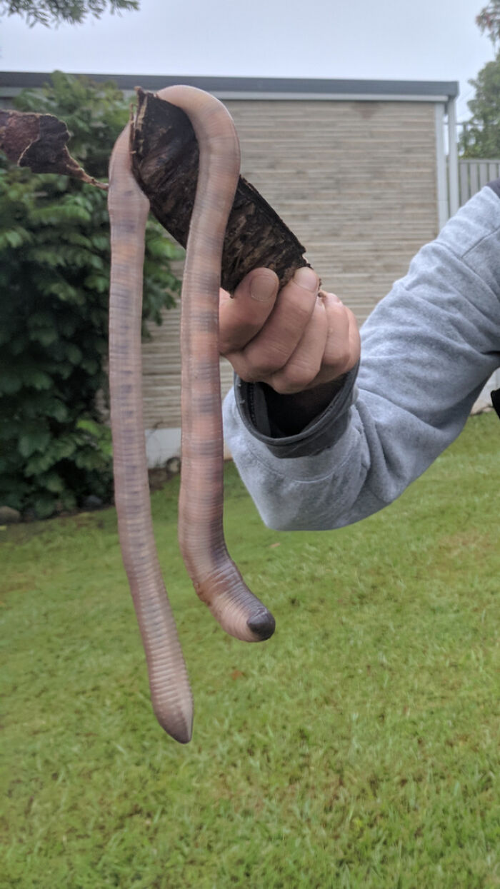 A Massive Earthworm Was Found In Queensland, Australia. Hand For Scale