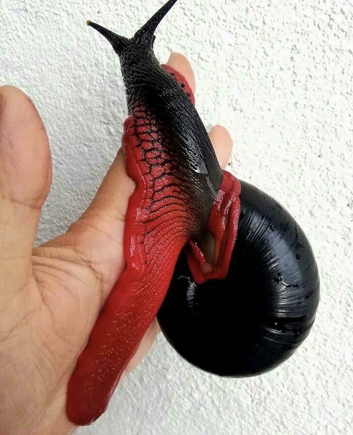 This Harmless Snail