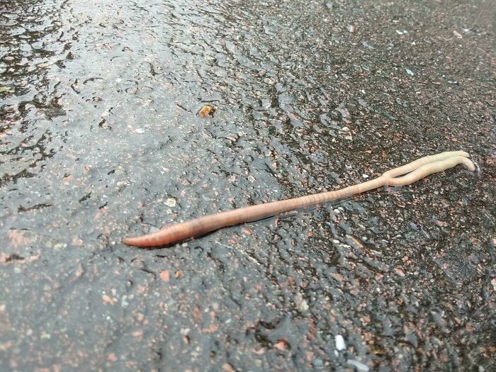 Earthworm With Two Tails