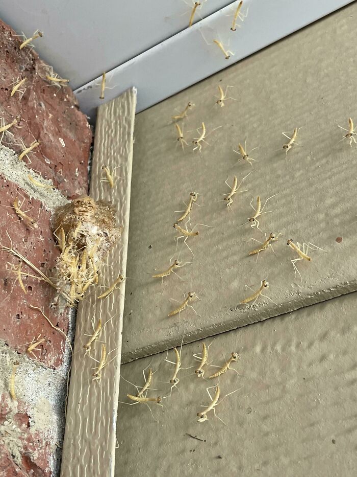Had A Praying Mantis Nest Hatch By My Front Door