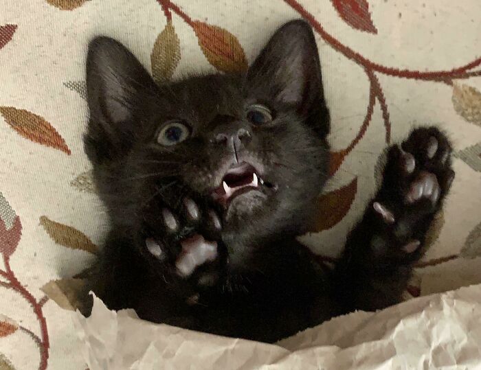 Was Told You Guys Would Like This. Here’s Little Echo... Yes He Is Playing In A Paper Bag 