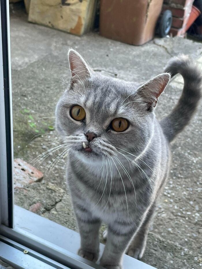 My Neighbour’s Cat Came To Show Us His Toof