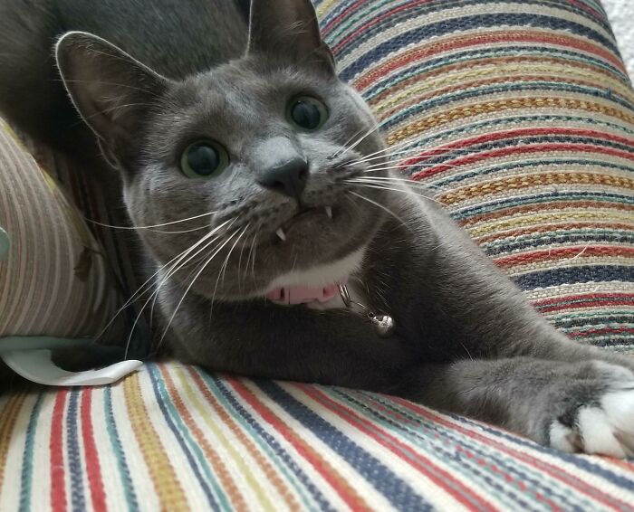 Teefies