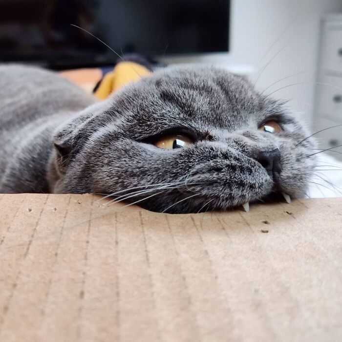 Look At My Teefies! Cat Shark Or Cat Snake?