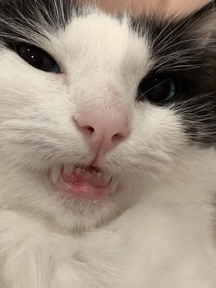 He’s So Derpy With Crooked Teefies