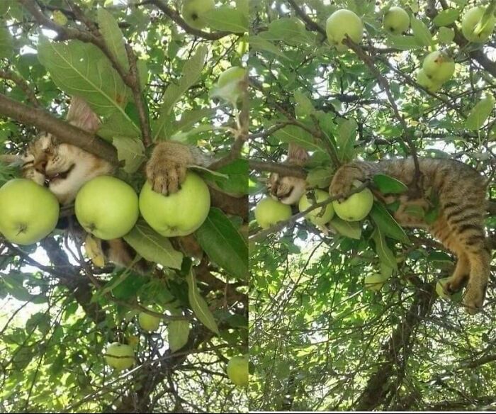 A Rare Teefie-Tree!