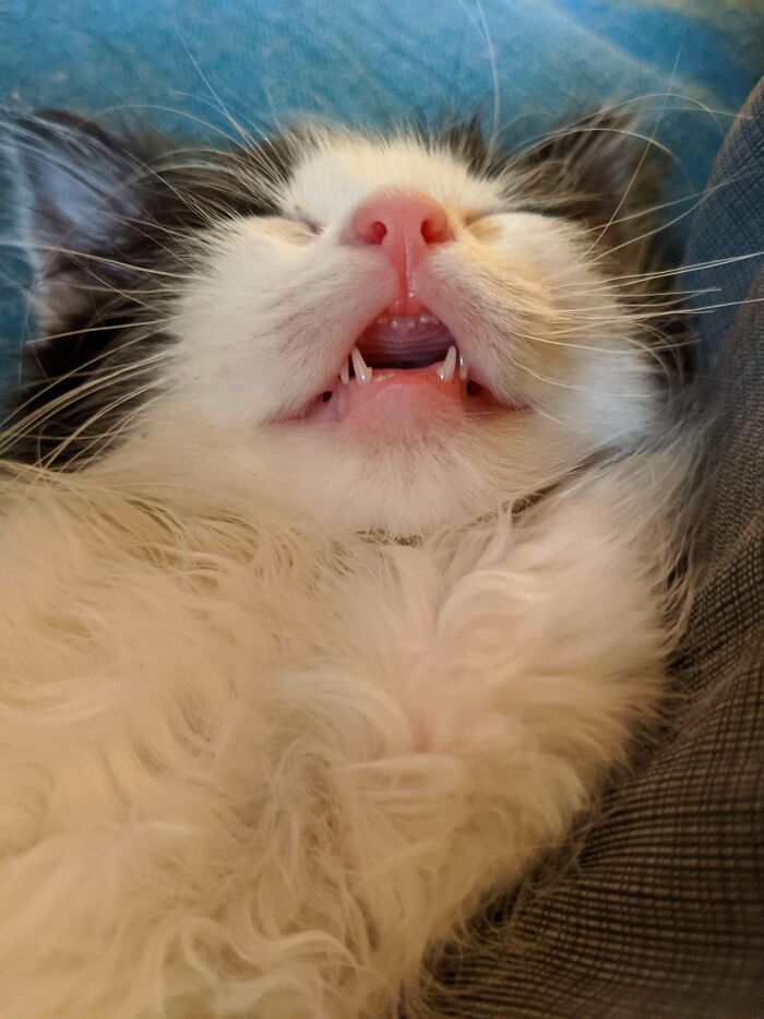My Kitten Sleeps With Her Mouth Open
