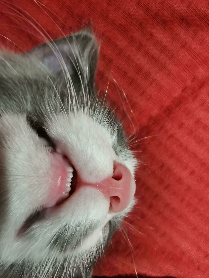 Sleepy Teef