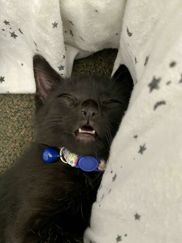 2 Month Old Sleeping Jinx Teefies