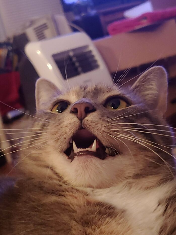 Did Someone Say Teefs?