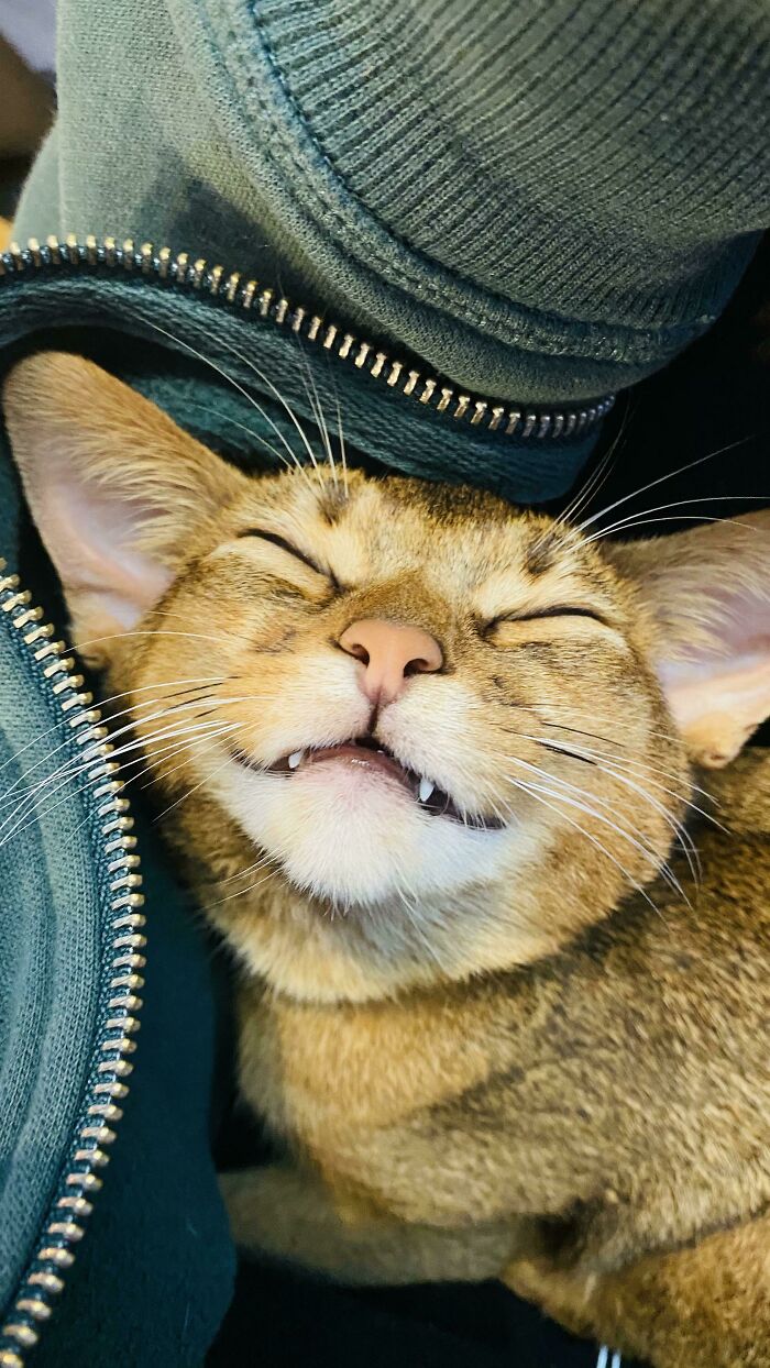 A Very Happy Kitty!