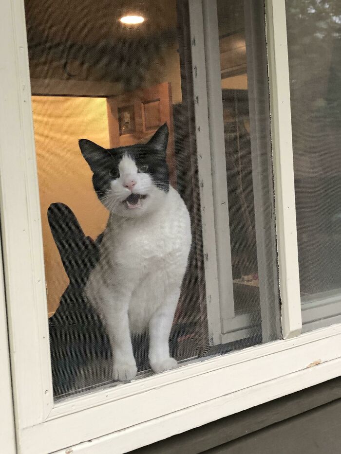 My Cat Had A Lot To Say About Him Being Indoors And Me Being Out