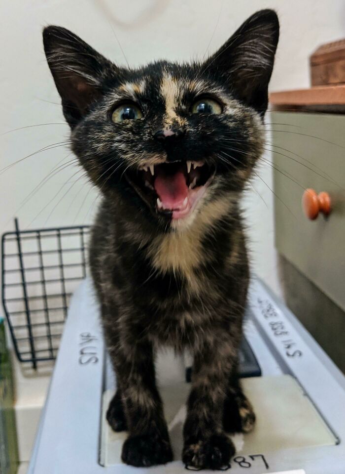 I Was Told, Very Loudly, To Post Zipper Here. Torties Are Known To Be Talkers, And Zipper Is No Exception!
