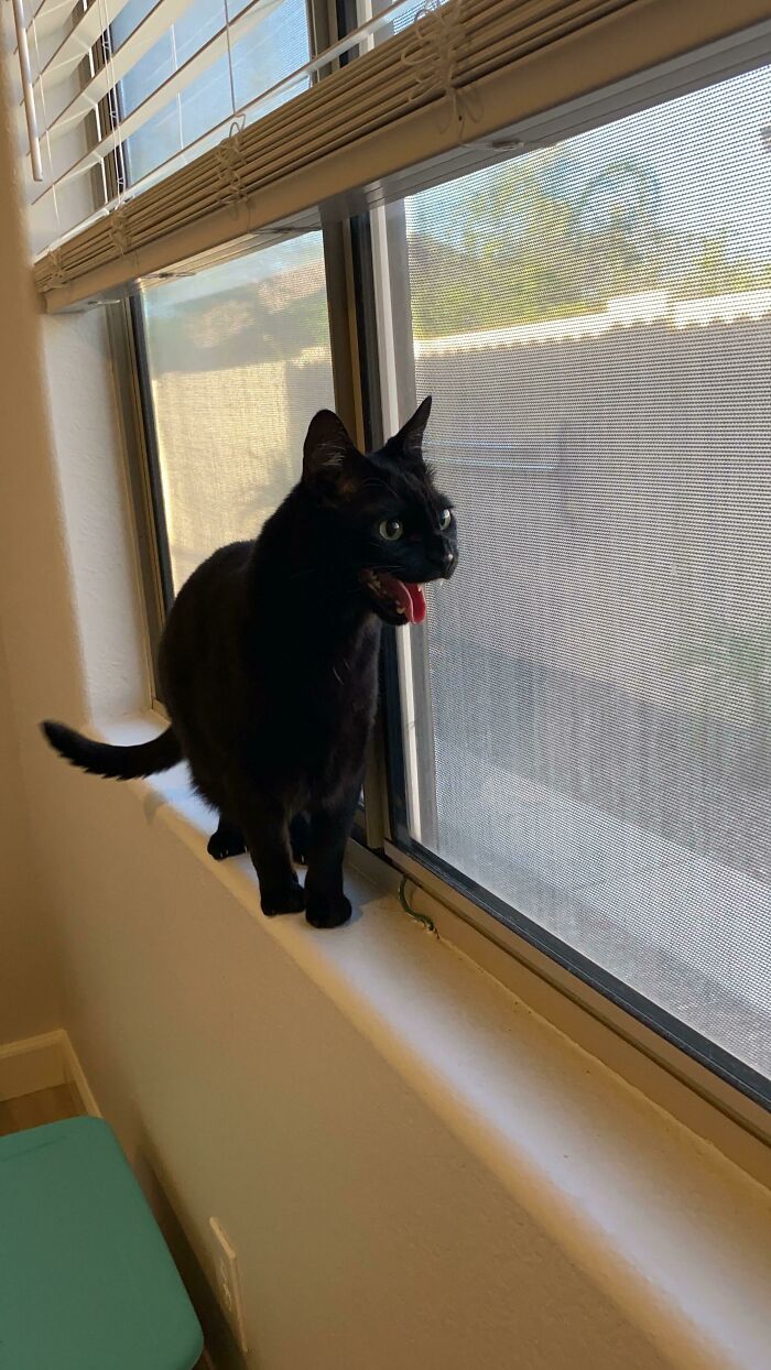 New House Teefies?