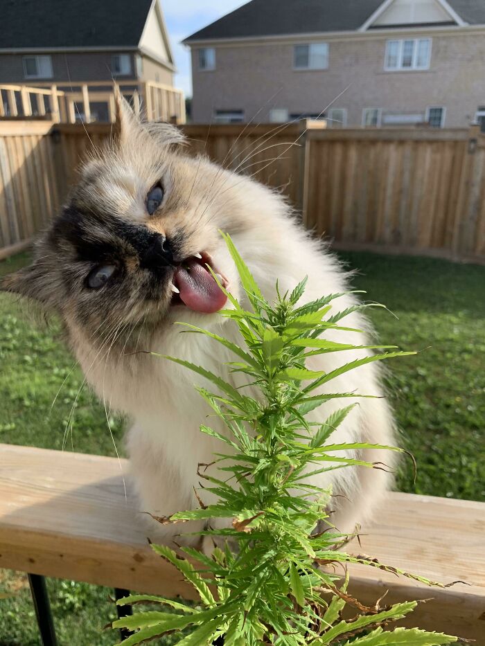 Monching A Weed
