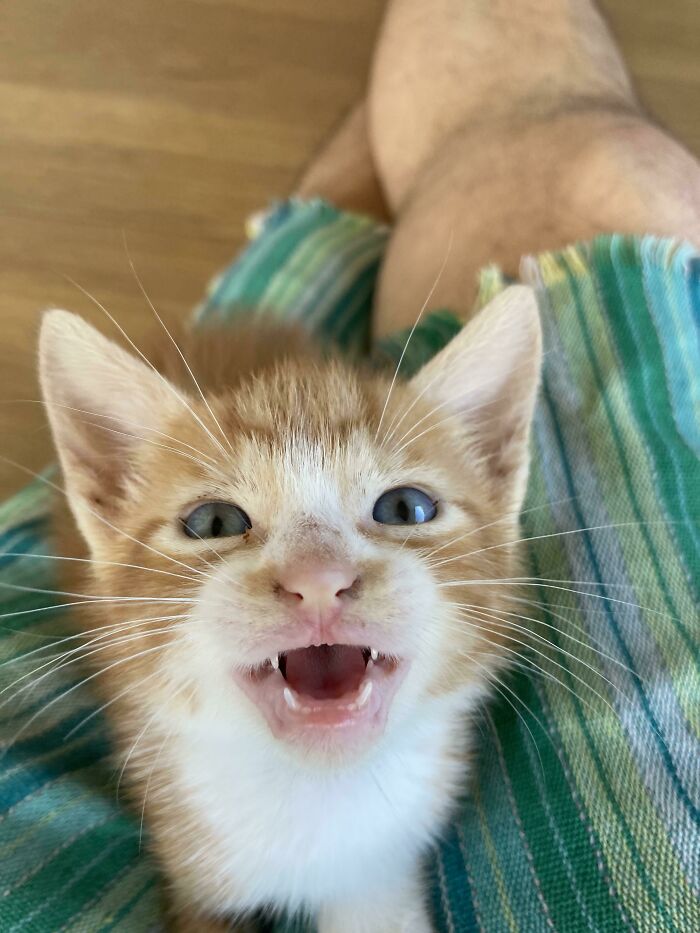 Little Teefies