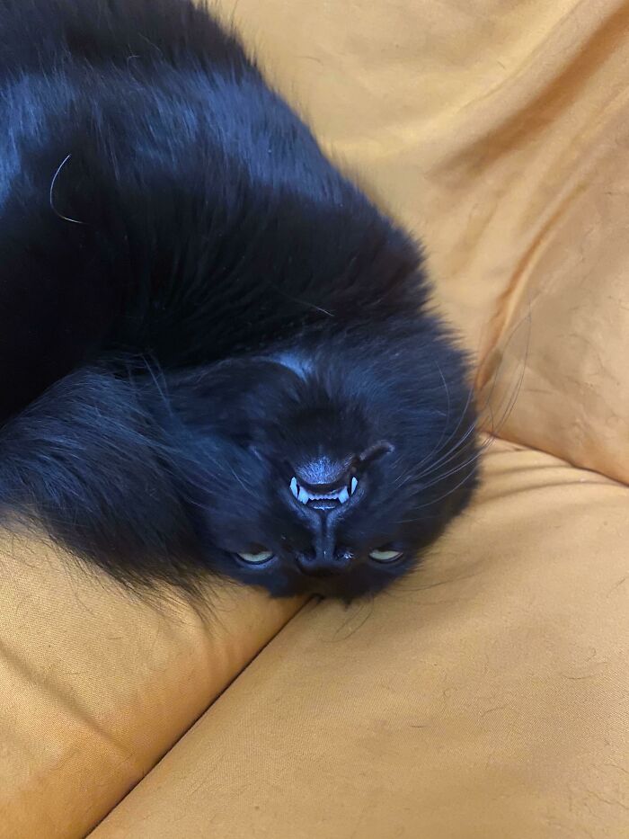 Upside Down Teefers!