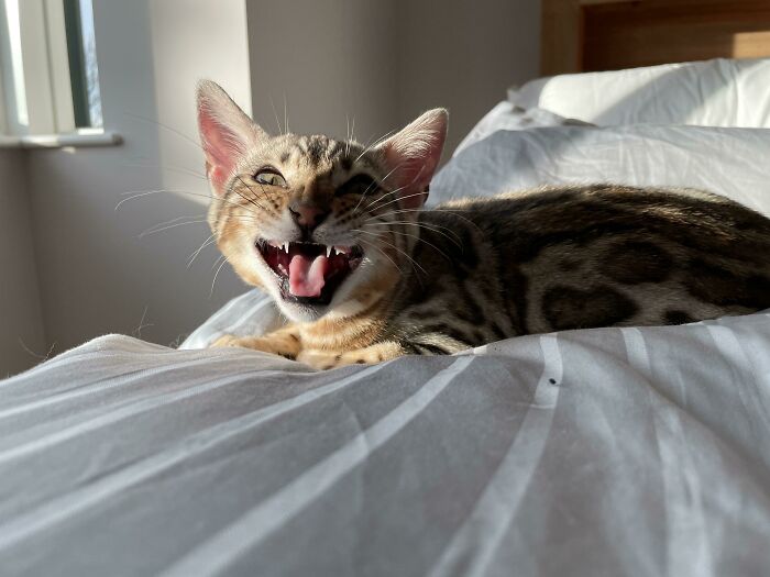 Baby Bengal Teefies!