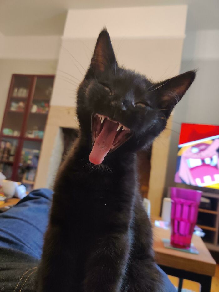 Gene Simmons Teefies