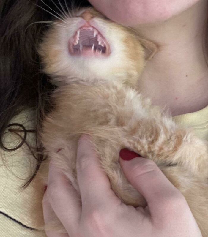 A Whole Set Of Little Baby Teefies!