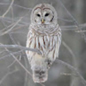 wendallcarney avatar