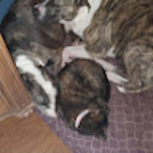 whitneyspeight-carlin avatar