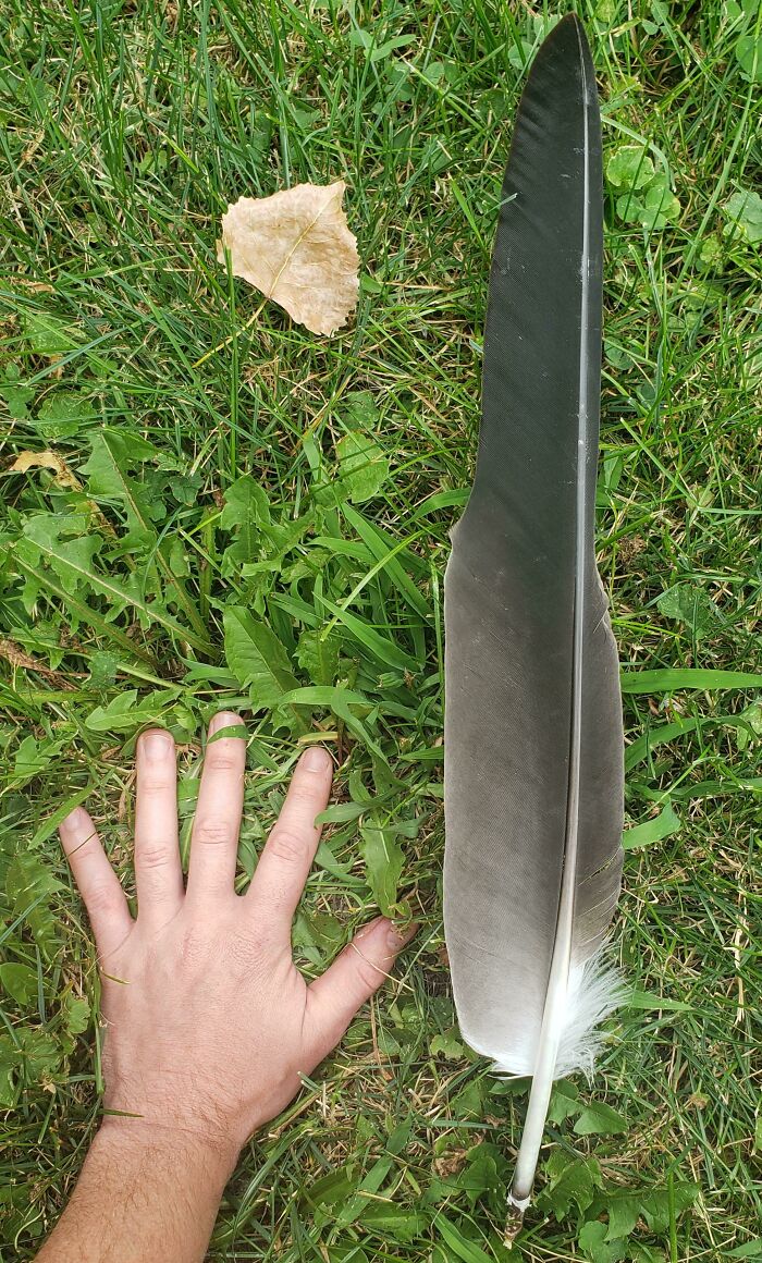 This Massive Bald Eagle Feather I Found