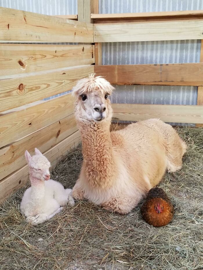 One Of The Alpacas On My School Farm Gave Birth Yesterday. Nugget The Chicken Is Her Godmother
