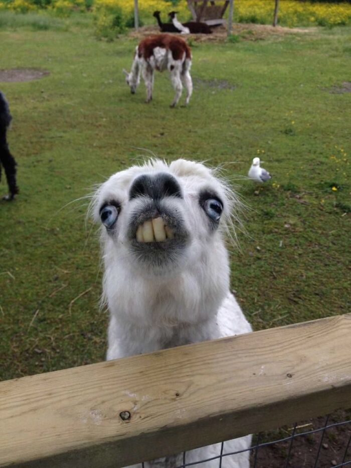This Derpy Alpaca At The Petting Zoo