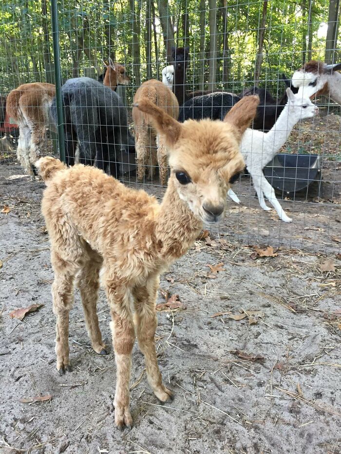 My Aunt Has An Alpaca Farm And This Is One Of Her Newest Additions