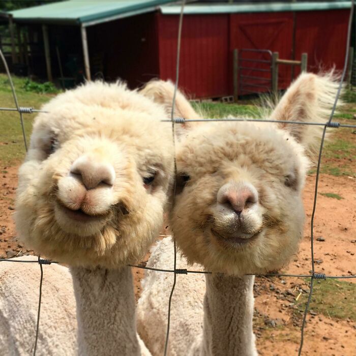 Just Two Alpacas Smiling For A Photo
