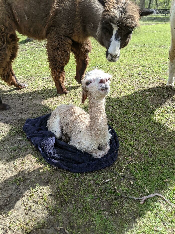 Have You Ever Seen A Baby Alpaca So Proud Of Himself For Being Born?