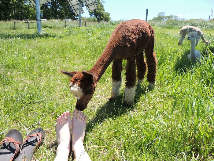 This Is What Happens When I Sit In The Field With The Alpacas