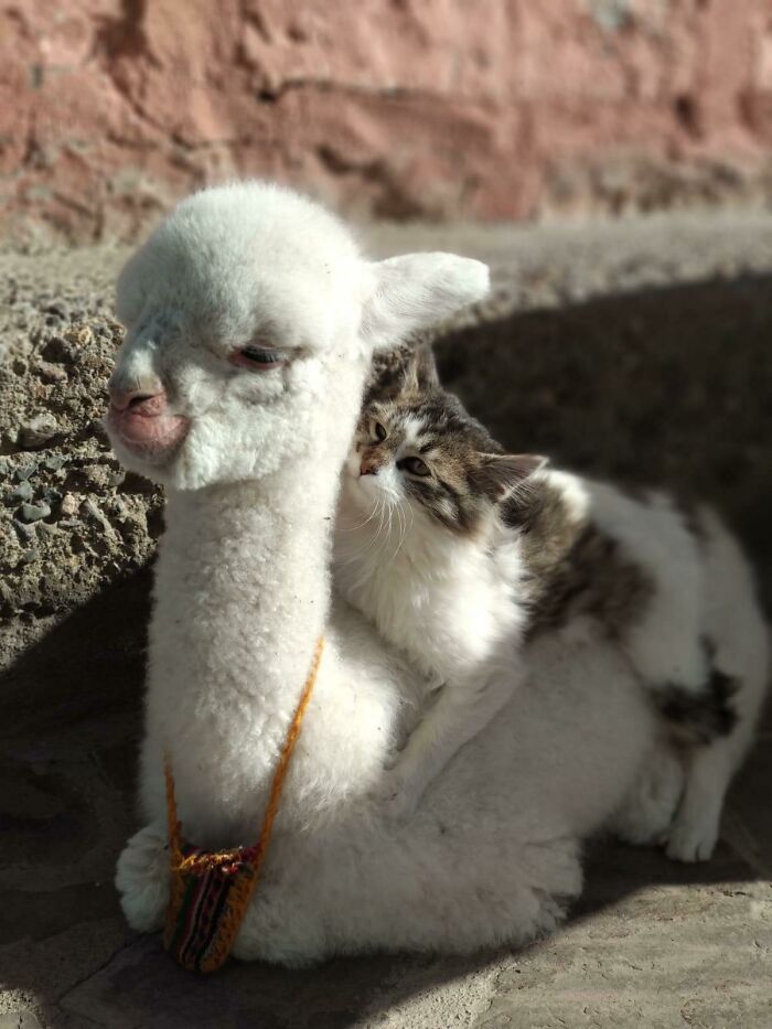 Baby Alpaca With His Best Friend
