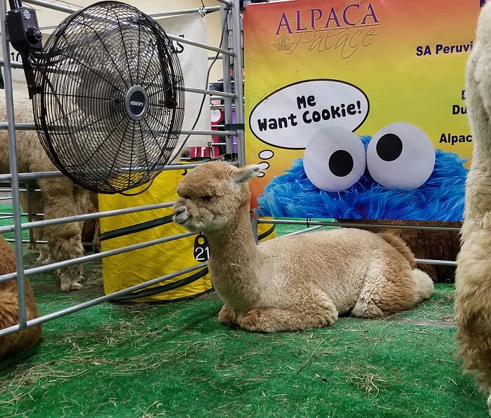 I Always Wondered What Baby Alpacas Are Thinking