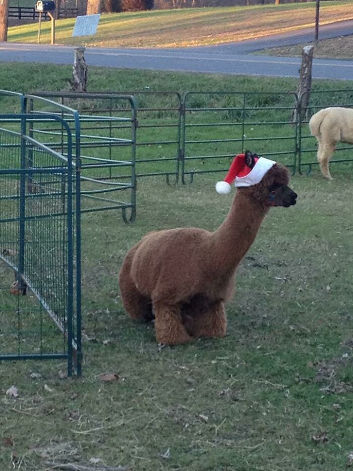 Alpaca In A Santa Hat Totally Made My Day