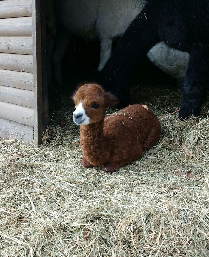 A Baby Alpaca Apparently Is Called A Cria And It Is Incredibly Cute