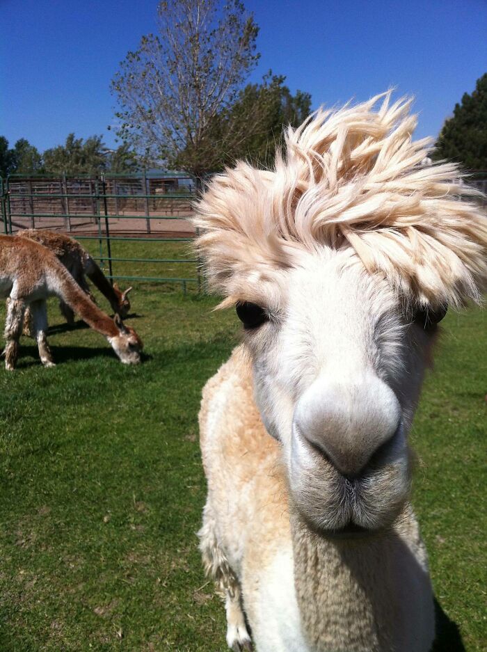 My Girlfriend Took Me To An Alpaca Farm For My Birthday This Is Who We Met